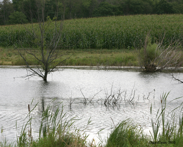 Grounds